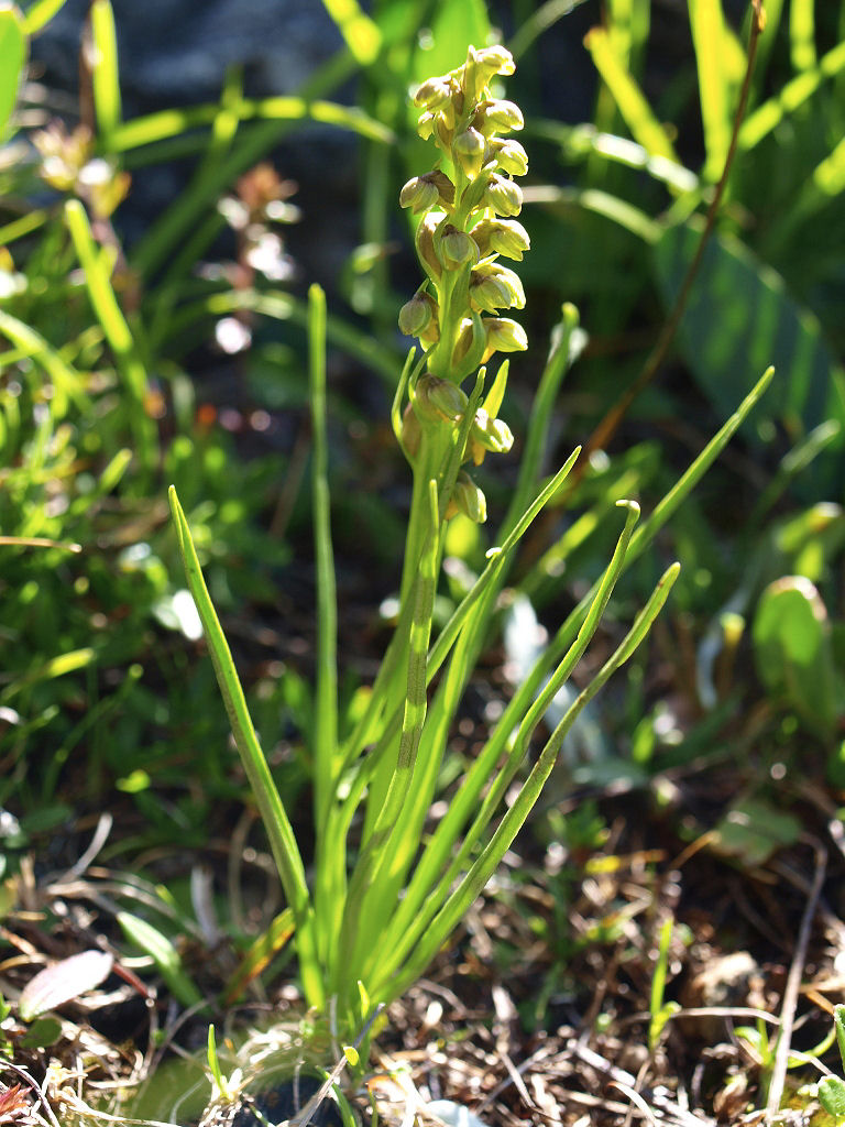 Dal Passo Giau Chamorchis alpina